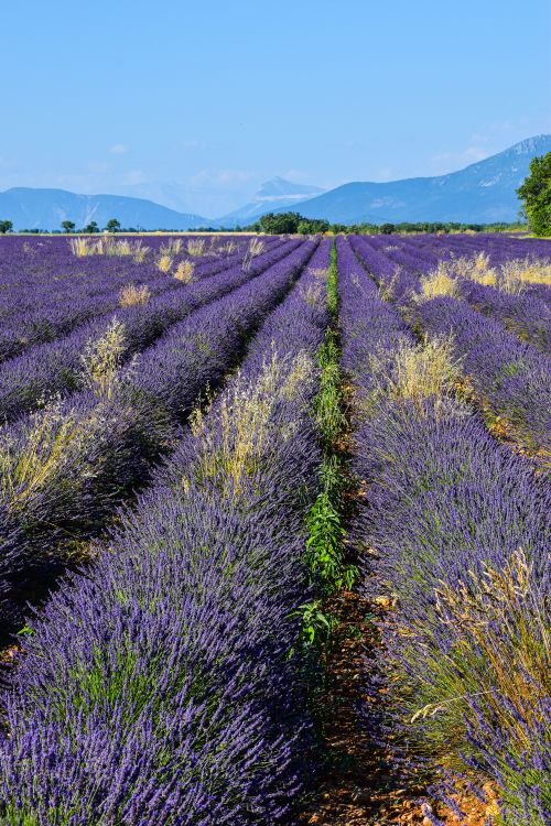Free Vibrant lavender fields stretch towards blue mountains in Provence. Stock Photo