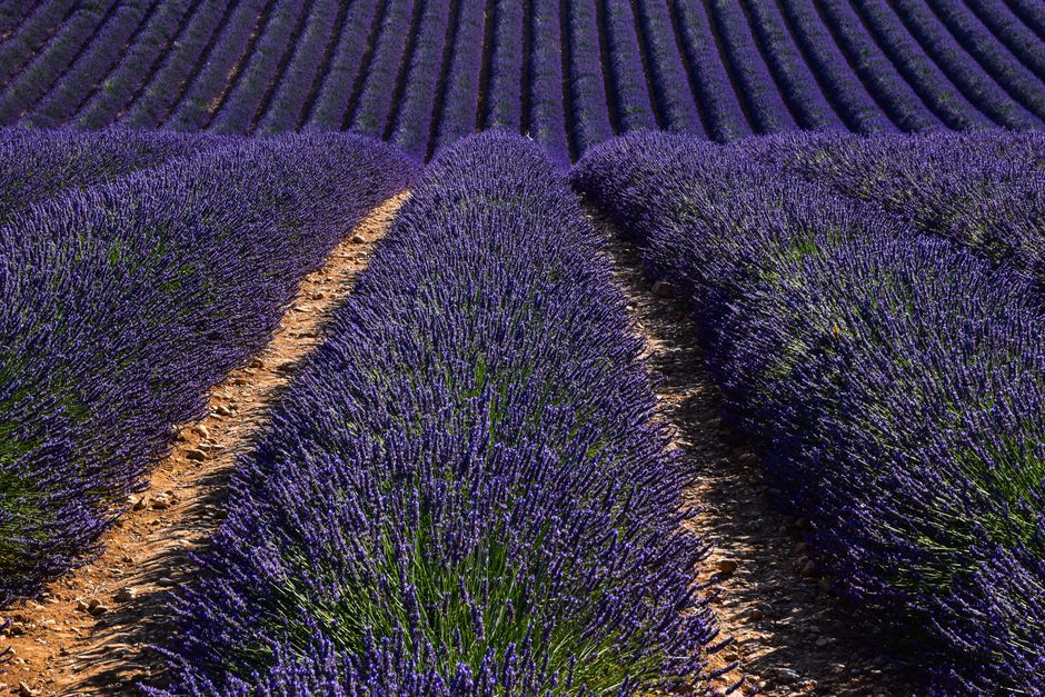 lavender fields in Provence - Top 5 Countries to visit in the summer lavender fields in Provence - Top 5 Countries to visit in the summer