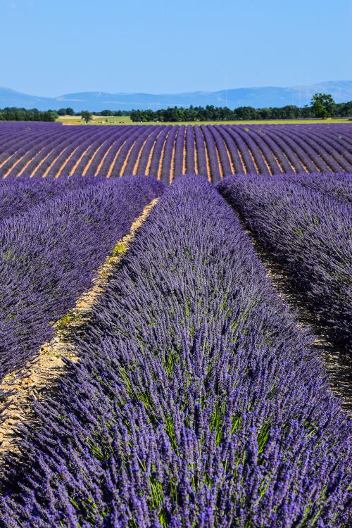 Free Vast lavender fields under a clear sky in Provence, France, during summer. Stock Photo