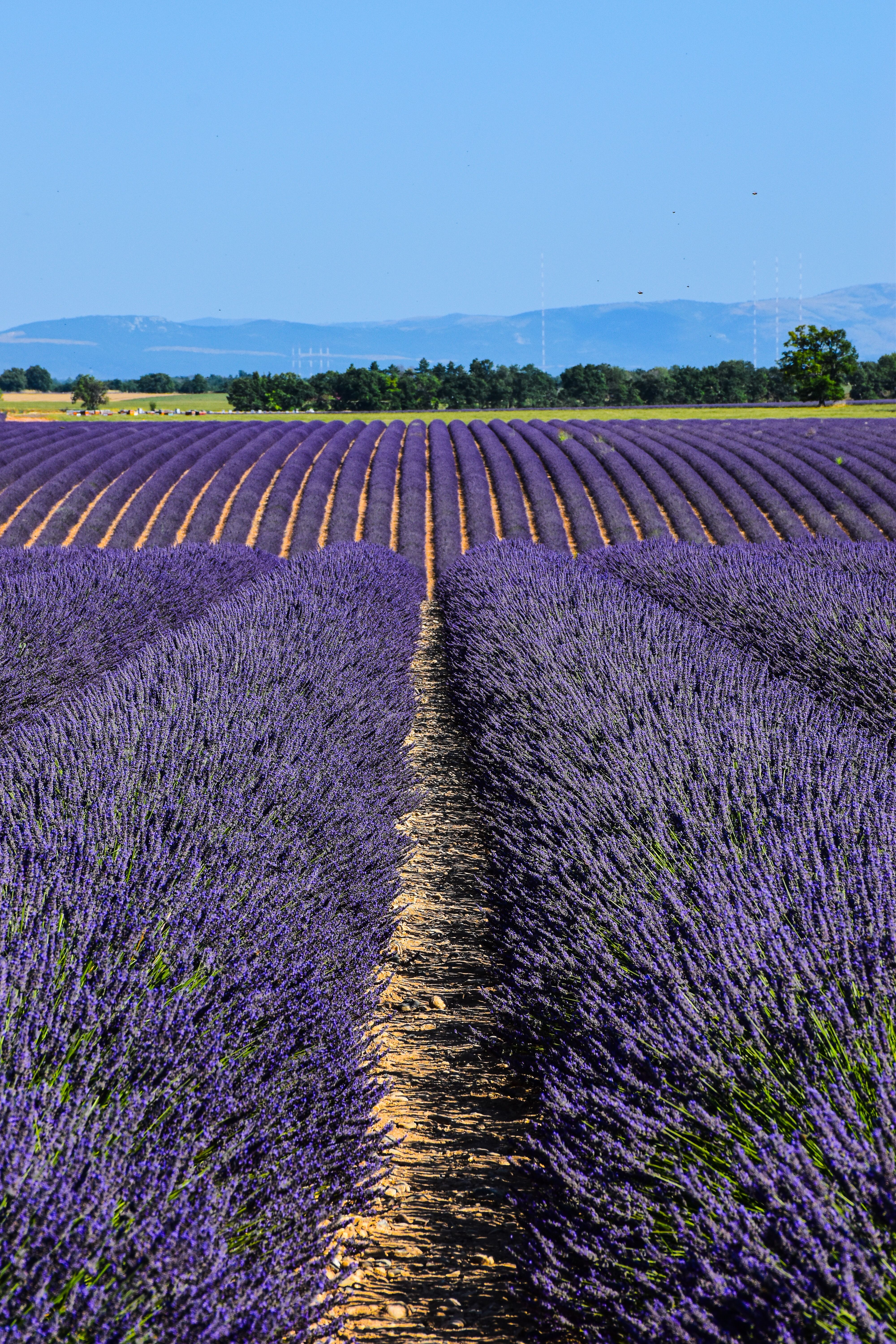 Stunning lavender fields under a clear blue sky in Provence's summer landscape.. stunning, lavender, fields