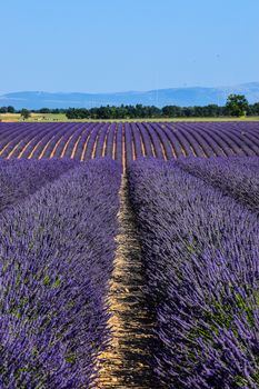 Stunning lavender fields under a clear blue sky in Provence's summer landscape.. stunning, lavender, fields