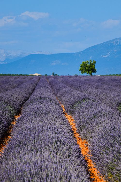 Free Beautiful lavender fields against stunning mountain backdrop in Provence, France. Stock Photo