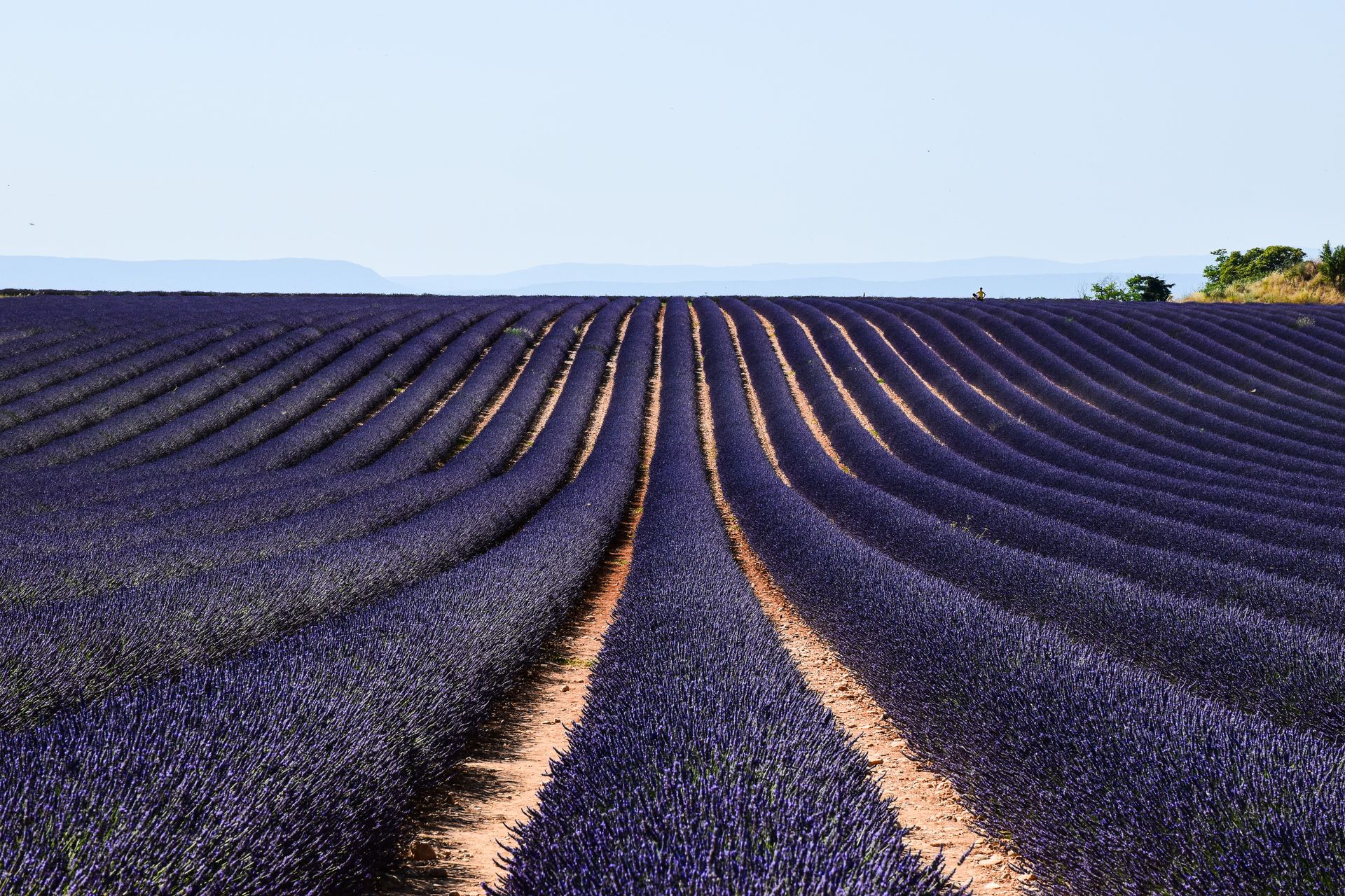 Vast lavender fields under clear blue skies in Provence, France during summer.