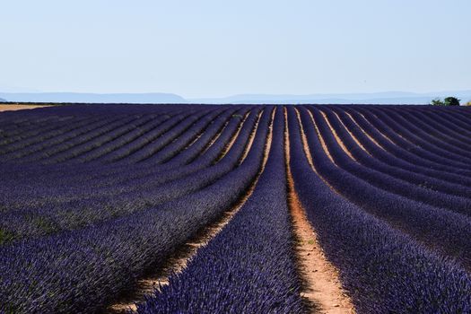 Valensole