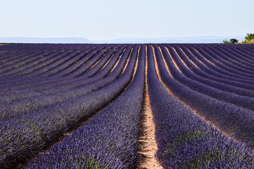 Lavender fields (mid-June to mid-July) — Provence