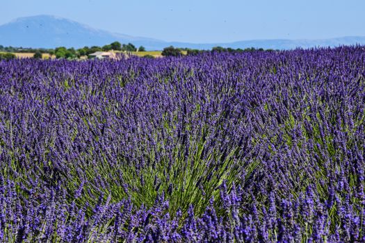 Valensole