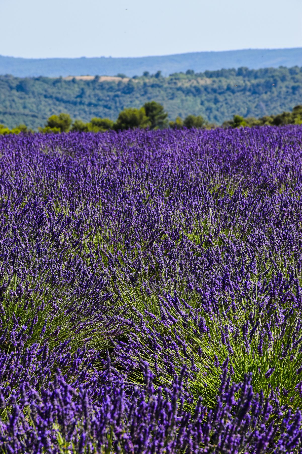 Lavender field near Valensole