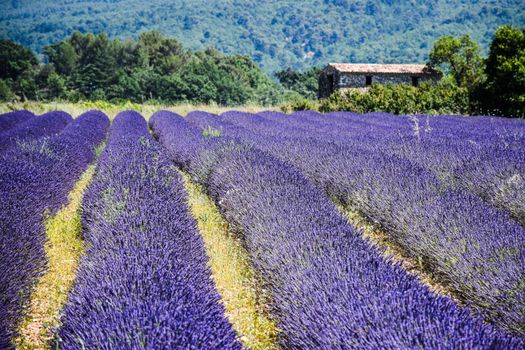 Valensole