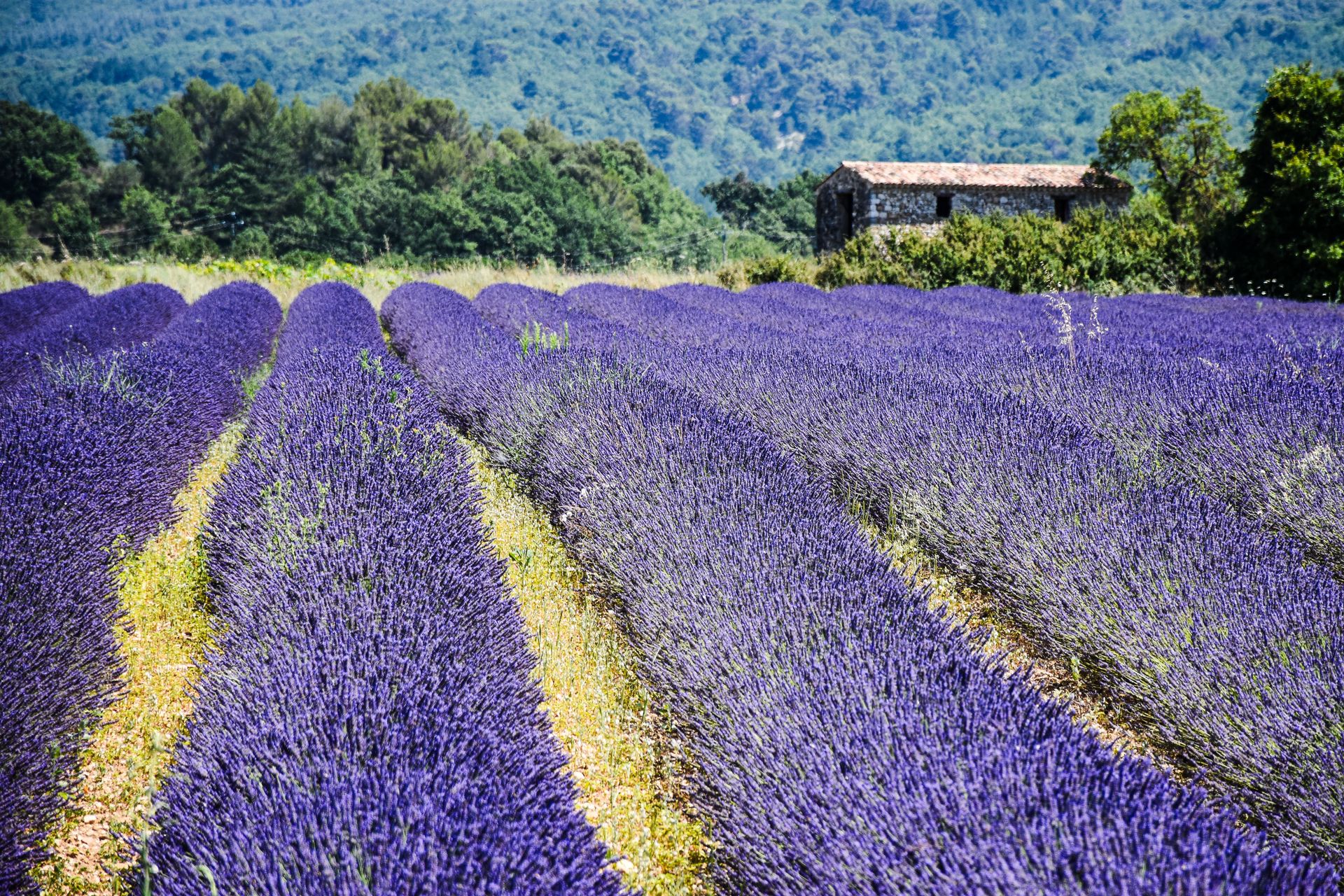 Stunning lavender fields in Provence-Alpes-Côte d'Azur with a rustic stone house.