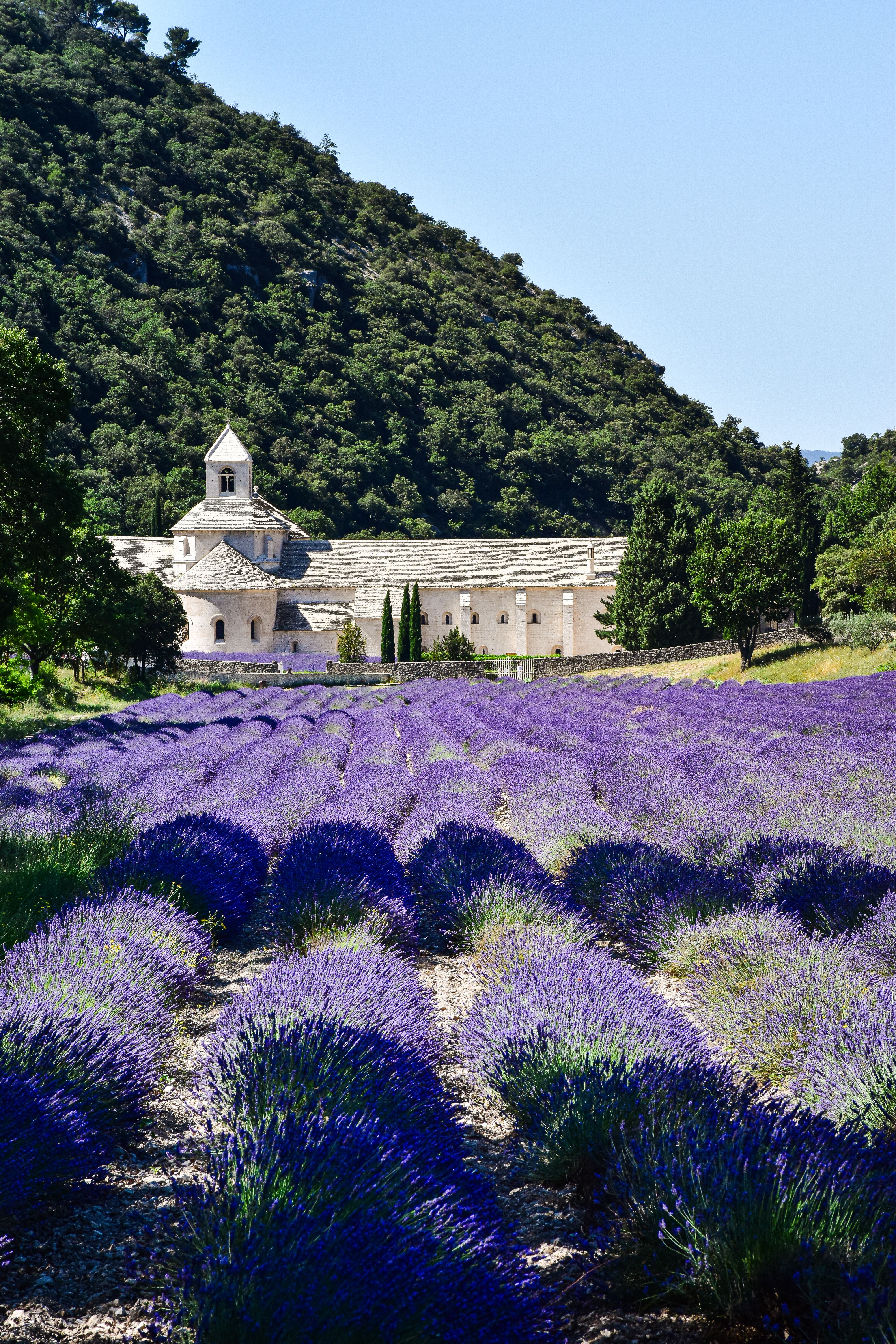 Provence lavender, France