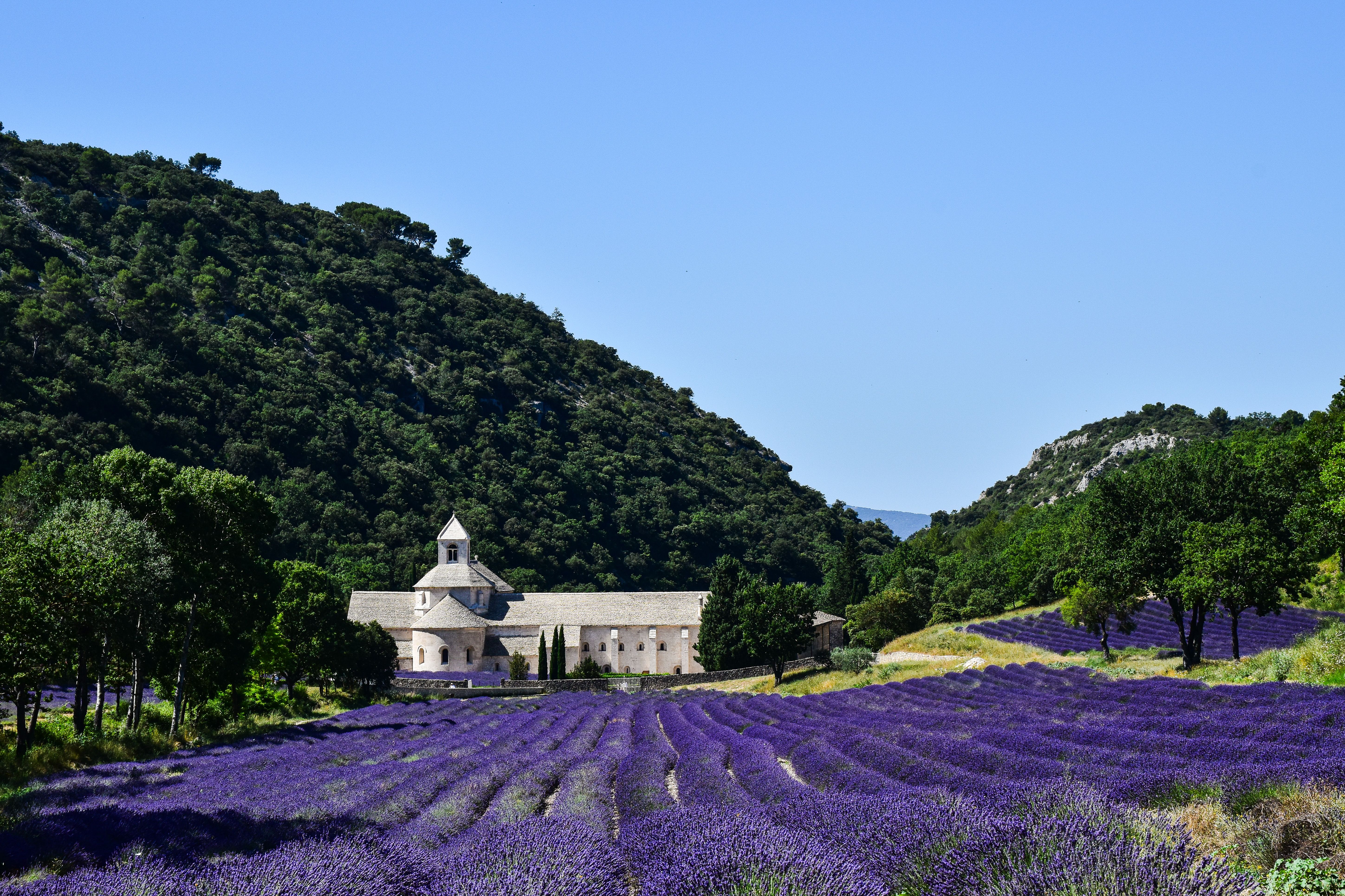 Scenic view of lavender fields and historical abbey in Provence, under clear blue sky. Scenic view of lavender fields and historical abbey in Provence, under clear blue sky.