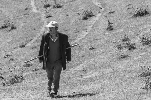 Free A black and white image of a man walking in a field in Giresun, Türkiye. Stock Photo