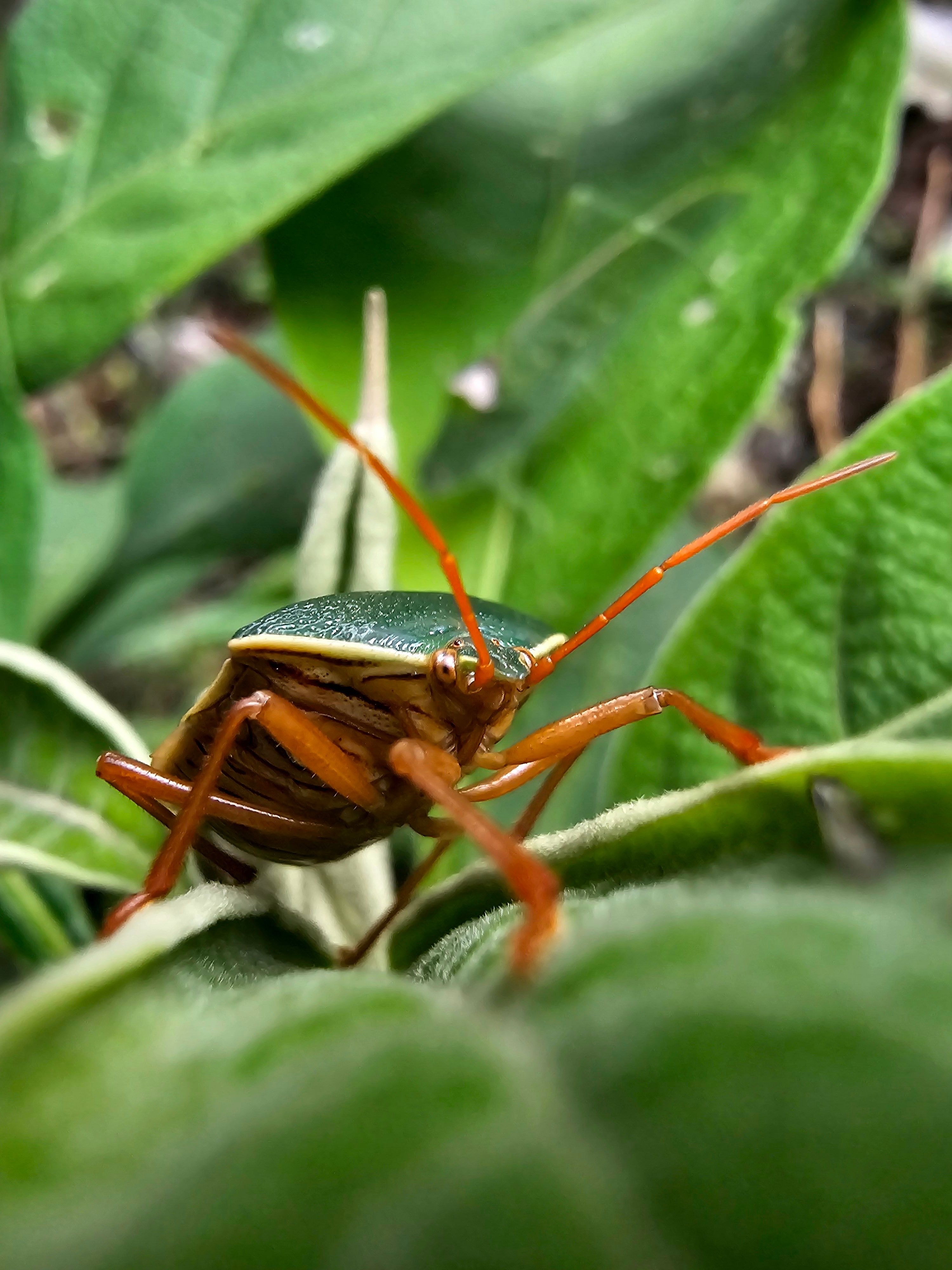 Close-up of a green shield bug perched on a leaf, vibrant nature detail.