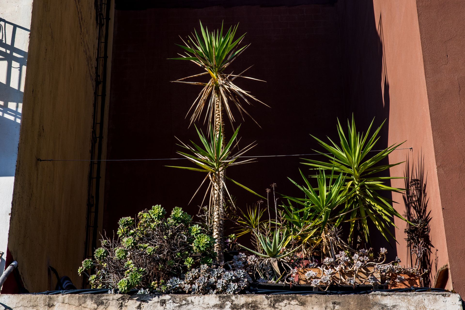 A vibrant outdoor garden with various succulents and yucca plants in bright sunlight.
