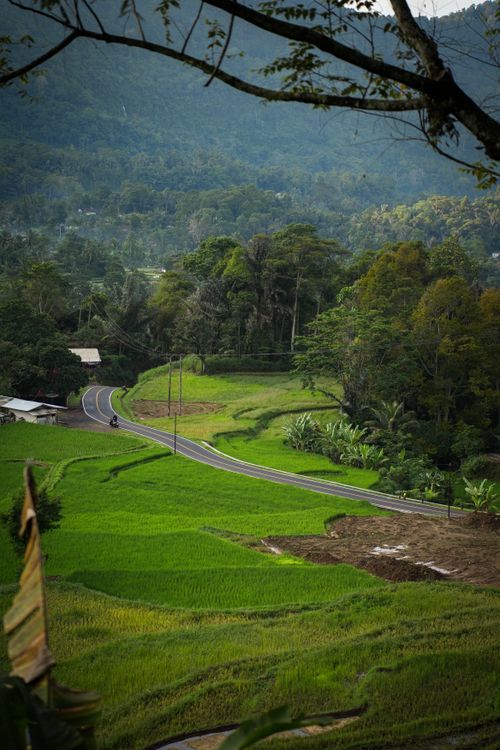 Free Tranquil rural road curving through vibrant green fields under forested hills. Stock Photo