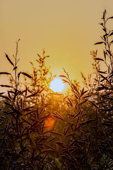 Silhouetted wild grasses against a warm golden sunset, capturing nature's tranquil beauty.