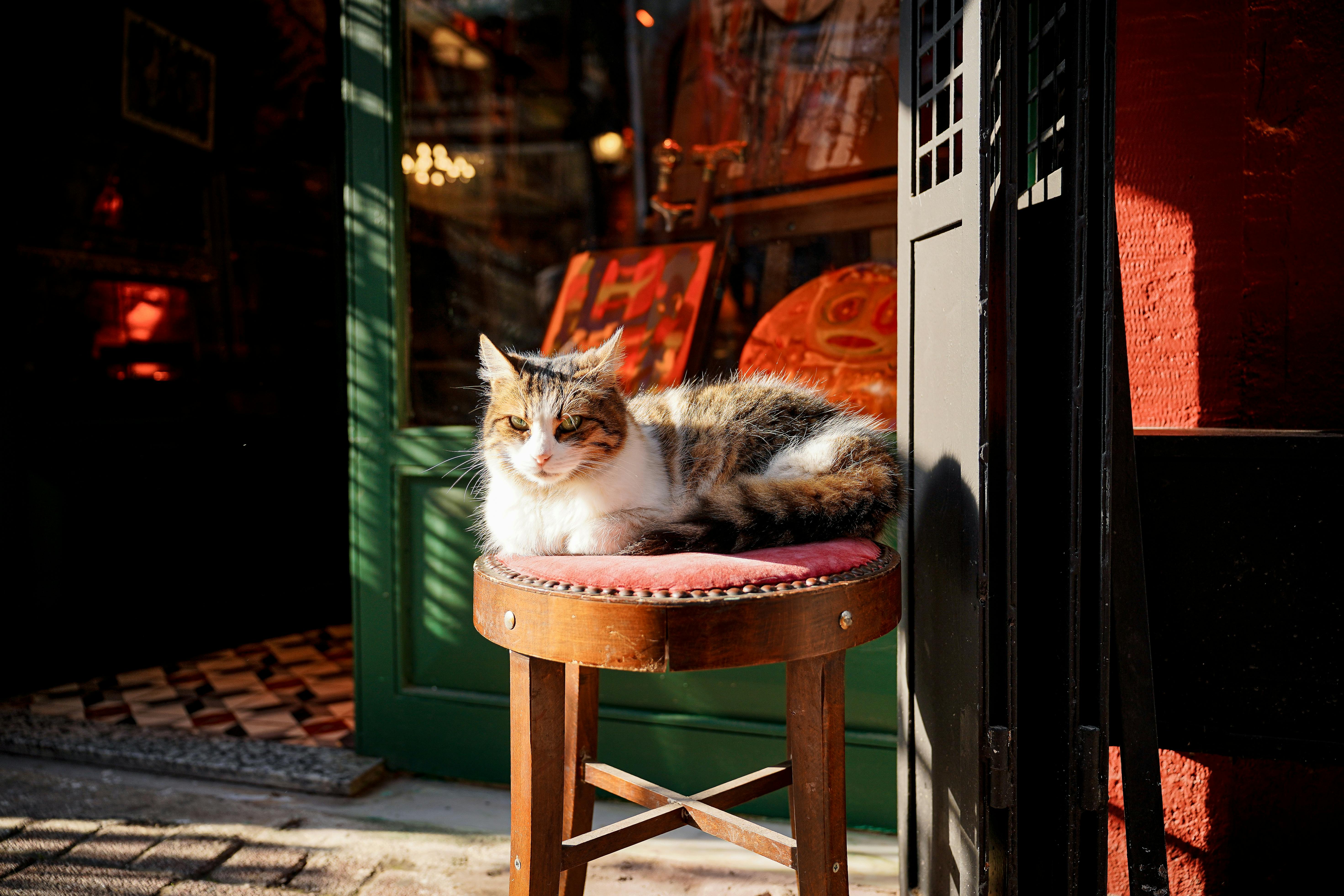 Ancient Palaces, a Cat Café, and KPop Demon Hunters—the Perfect Family Travel Itinerary for South Korea — Photo by Oktay Köse