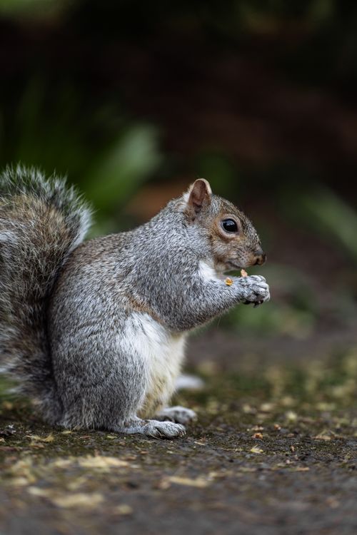 Free A grey squirrel foraging in a London park, showcasing the vibrant urban wildlife. Stock Photo