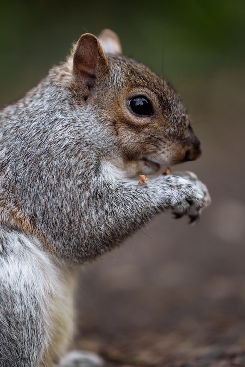 Free A detailed close-up of a grey squirrel eating in a London park, showcasing its natural habitat and vibrant features. Stock Photo