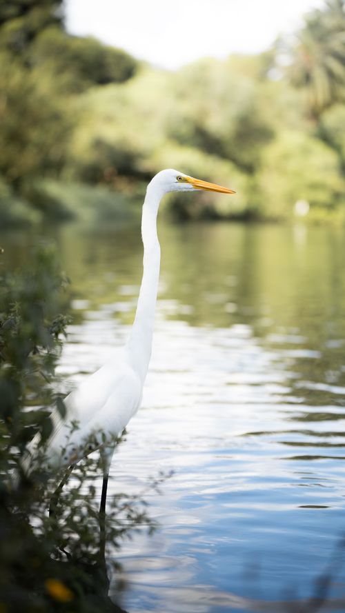 Free A graceful great egret standing by a calm lake, surrounded by lush summer foliage. Stock Photo