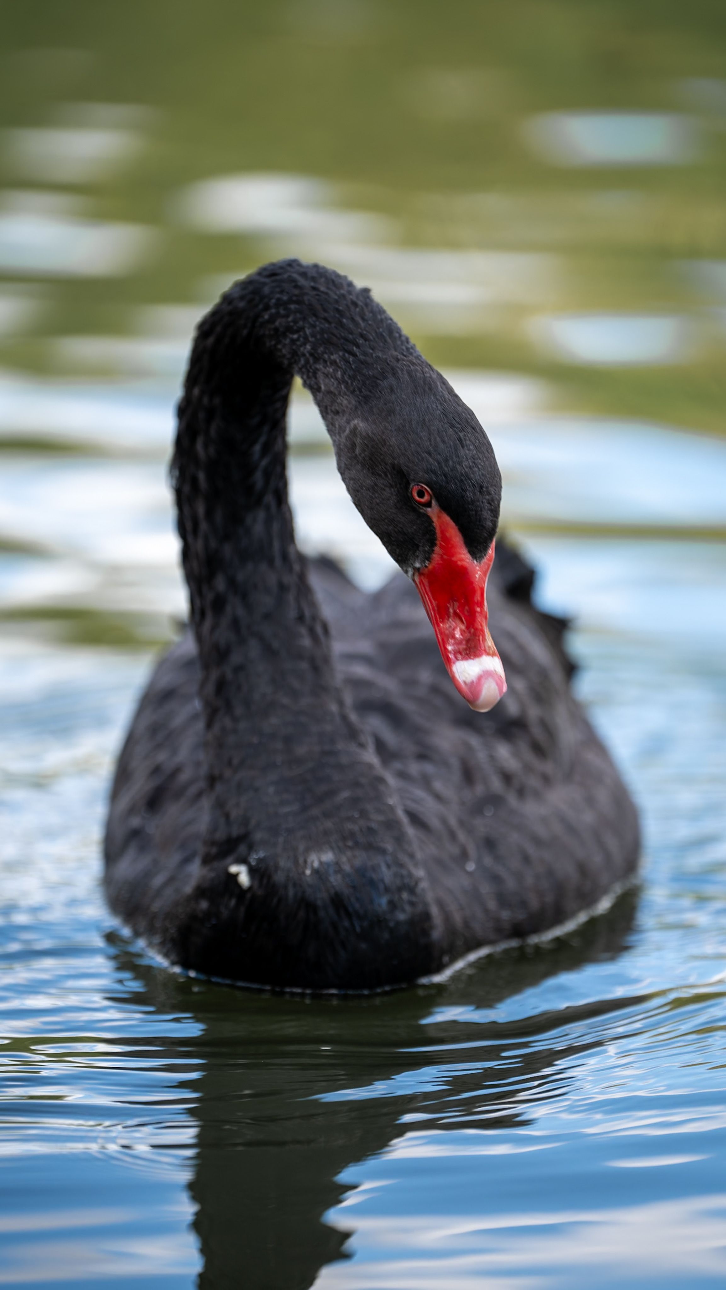 Graceful Black Swan Gliding on Tranquil Lake · Free Stock Photo