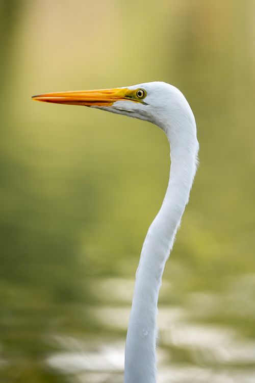Free A graceful Great Egret with a long neck and orange bill, captured in a natural setting. Stock Photo