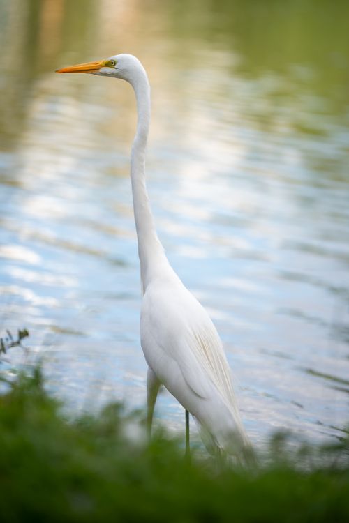 Free A graceful Great Egret standing by tranquil lake waters, showcasing its elegance. Stock Photo