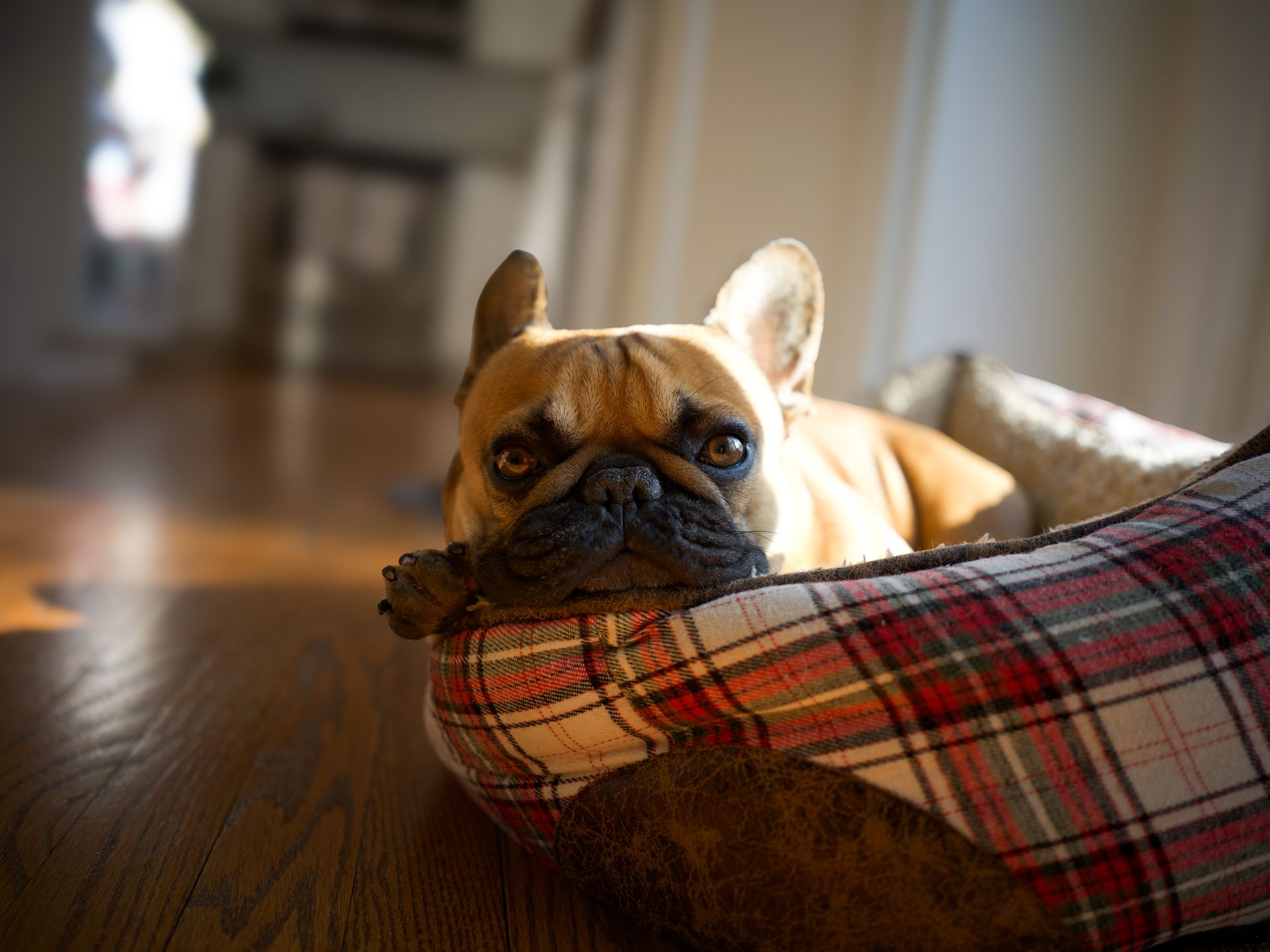Adorable French bulldog lounging on plaid bed in sunlit indoor setting.