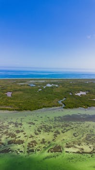 Stunning aerial view of Río Lagartos' lush greenery and coastal beauty in Yucatán, Mexico.