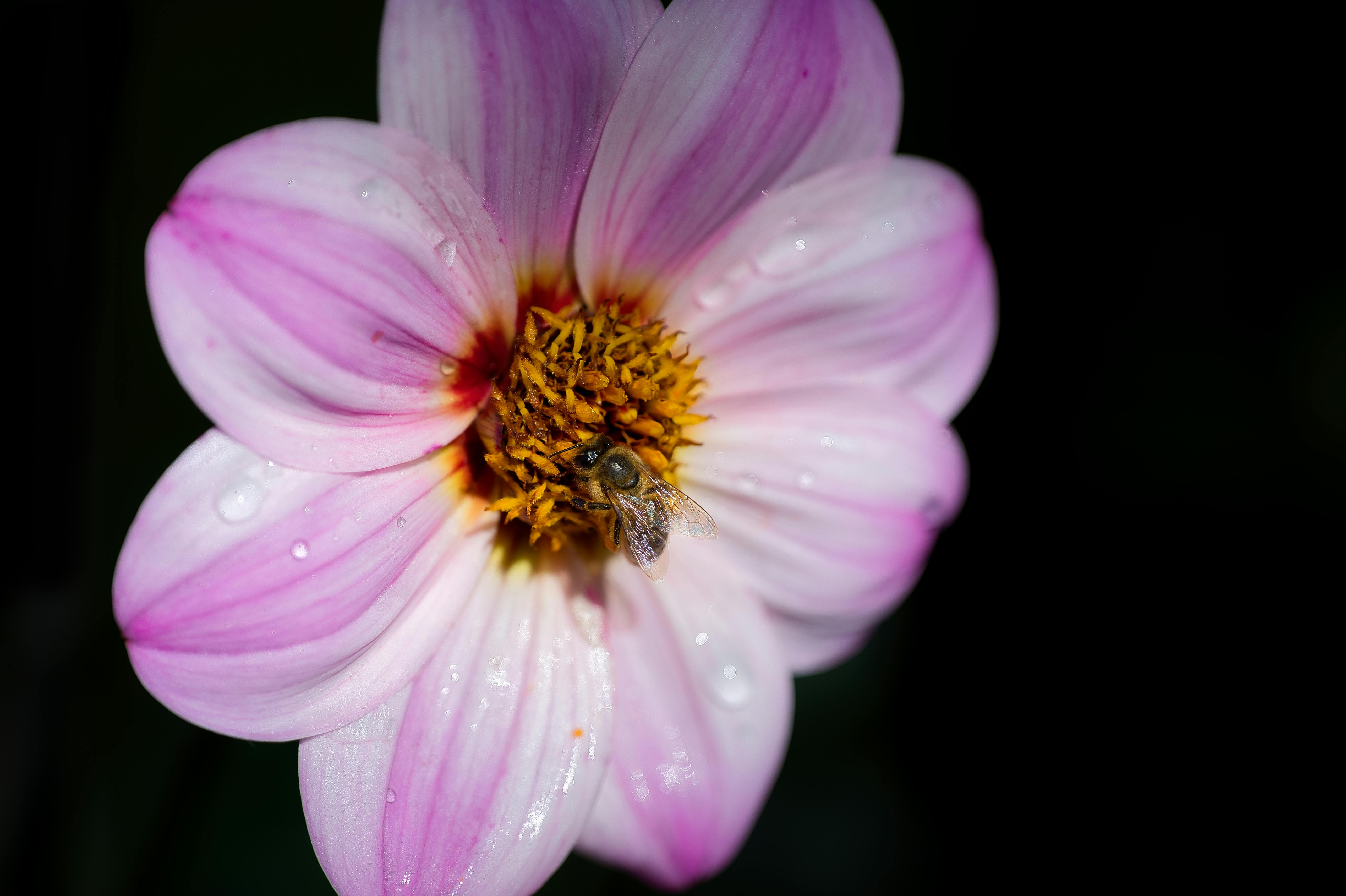 close up of pink flower with bee in bad wildbad