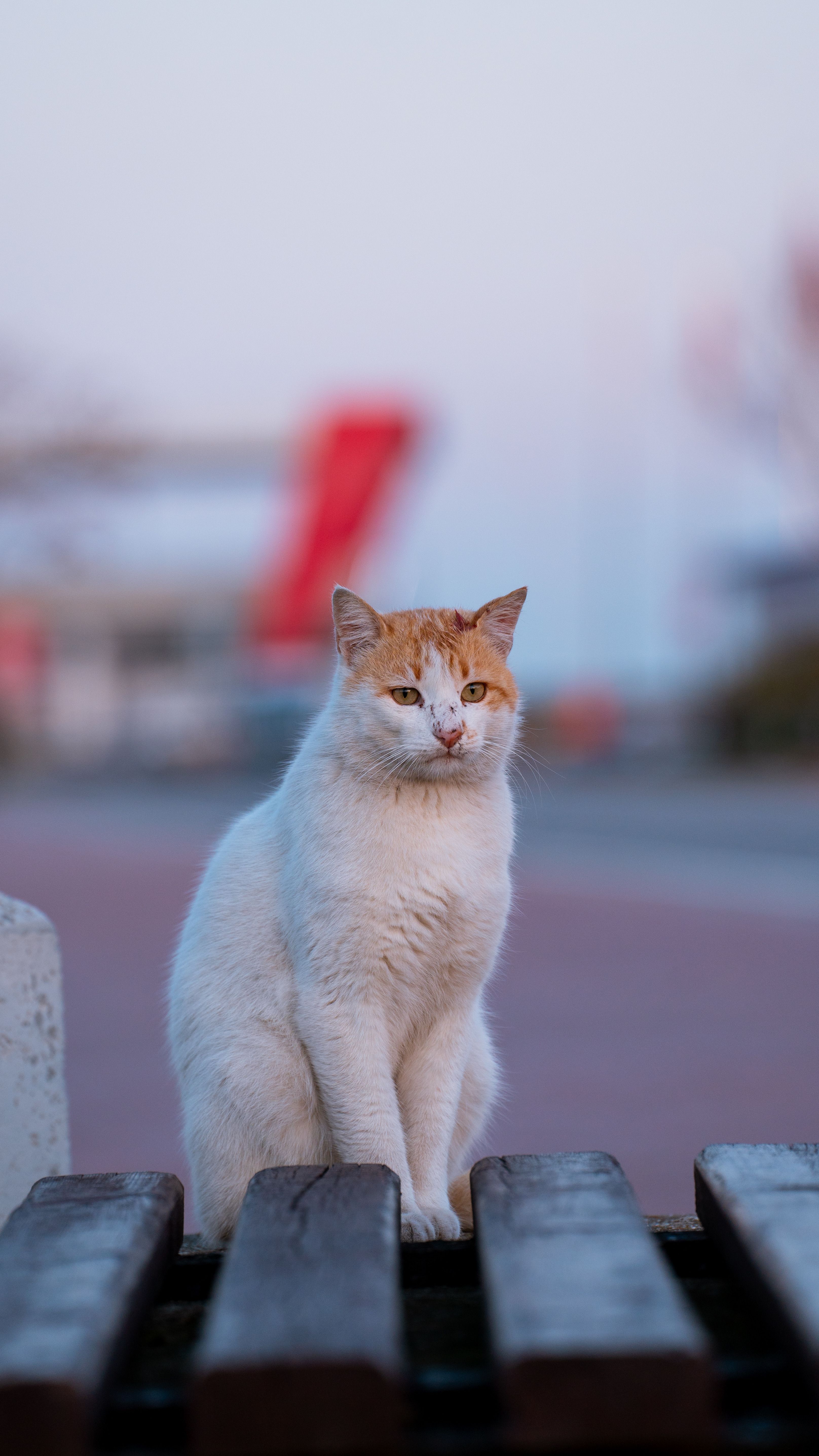 Calm White and Ginger Cat Sitting Outdoors · Free Stock Photo