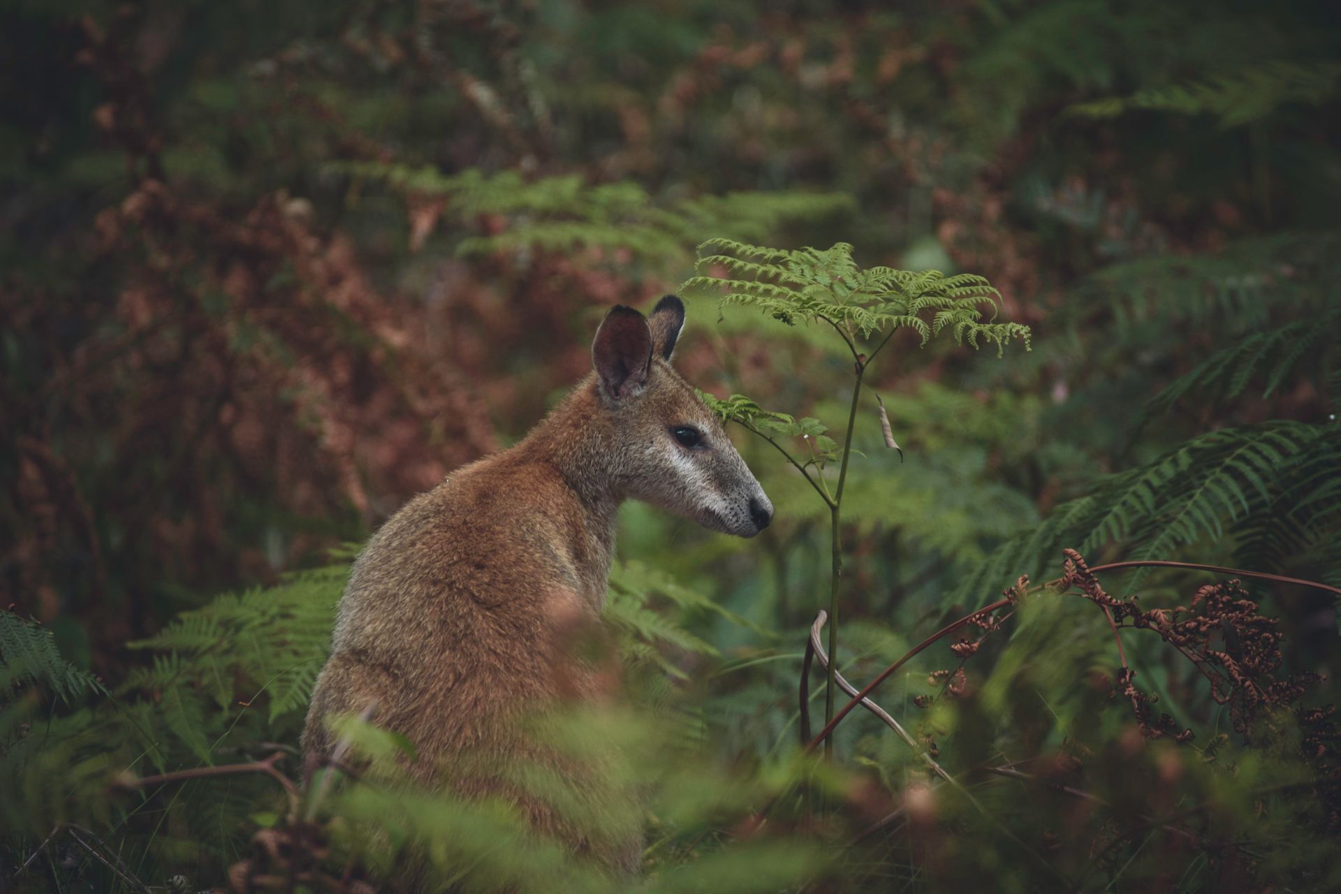A wallaby nestled among lush green ferns in an Australian forest.