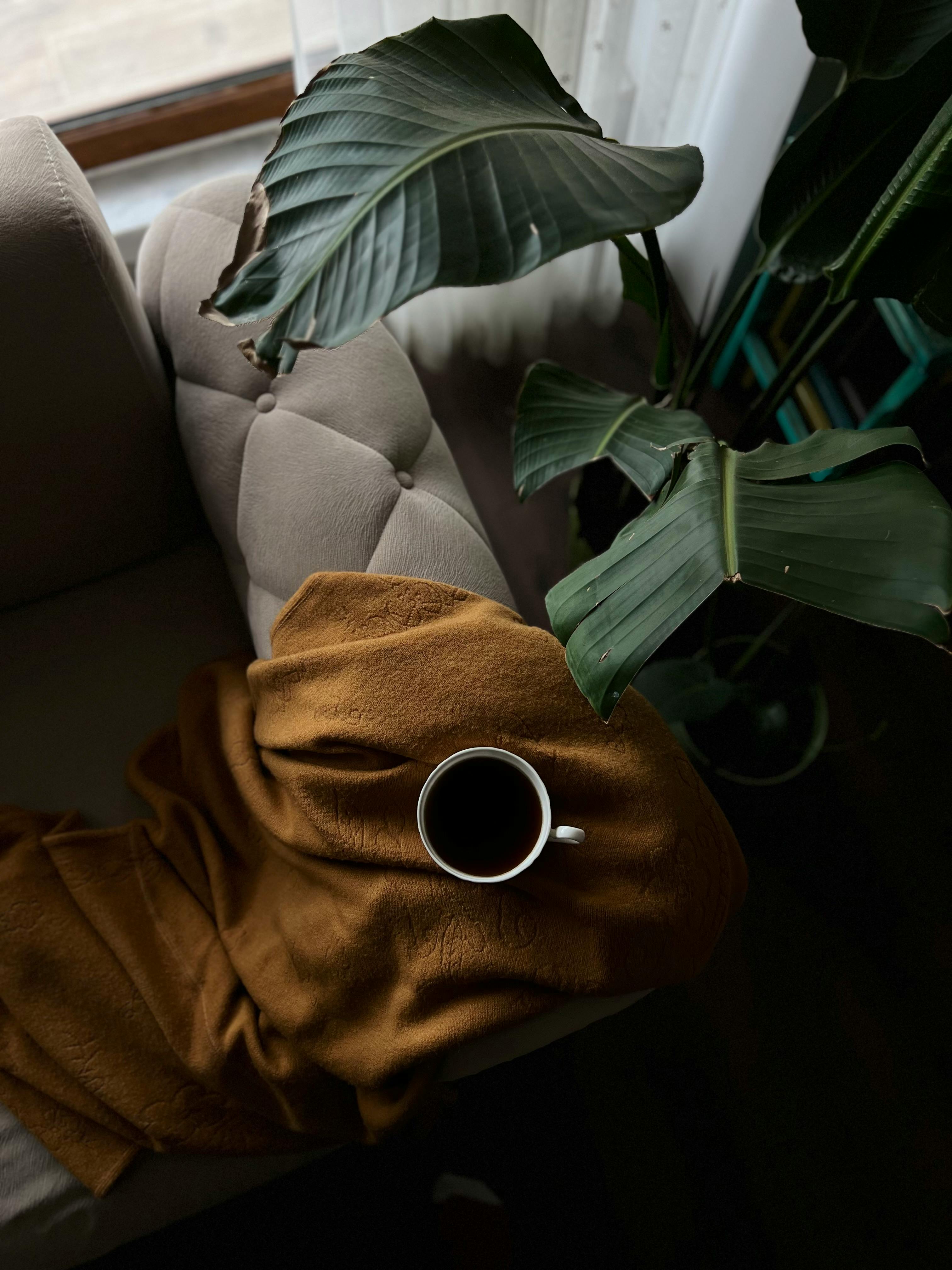 A tranquil setting with coffee on a sofa, warm blanket, and lush indoor plants.