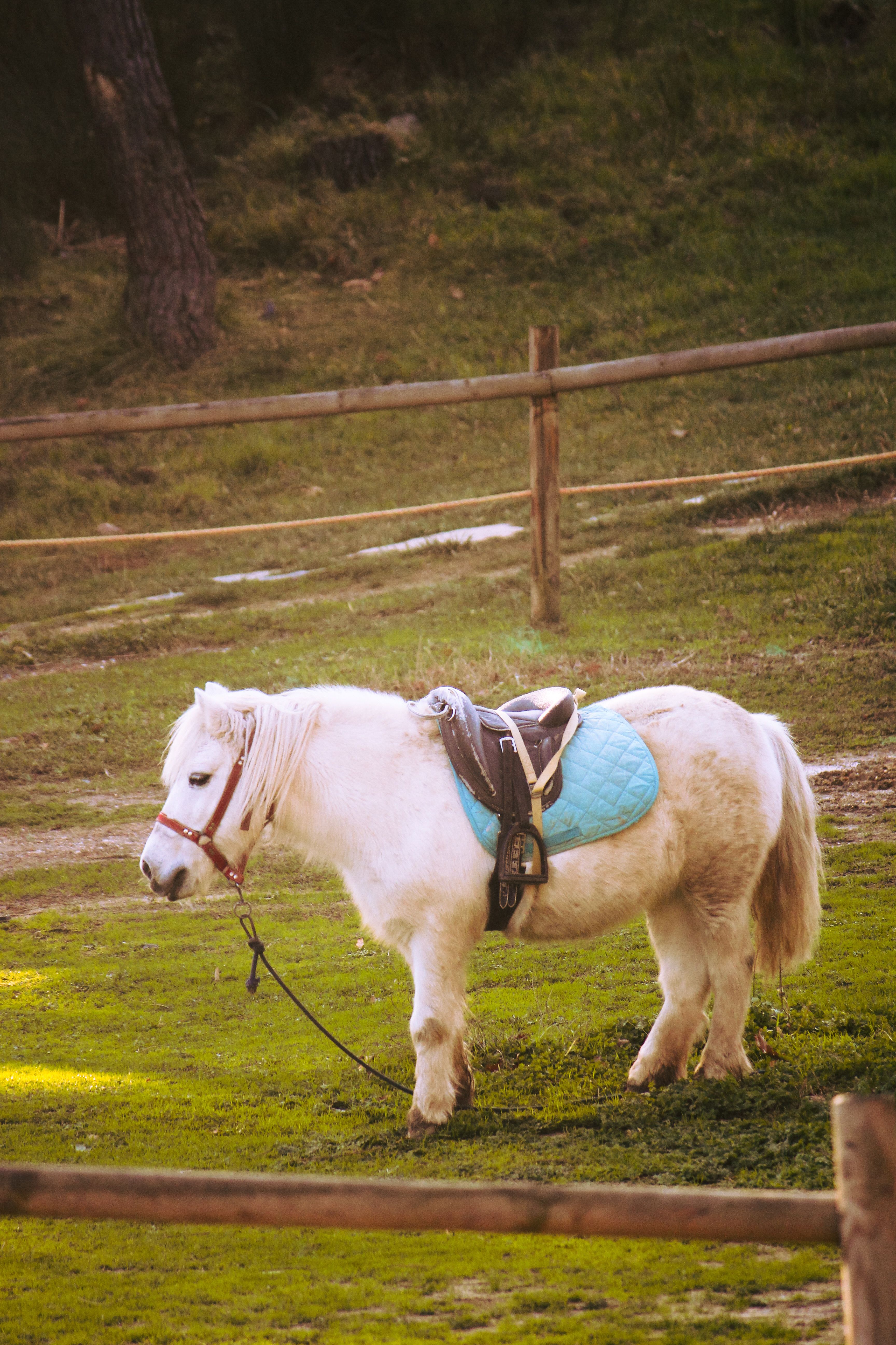 A white pony with a blue saddle stands in a sunny, fenced pasture.