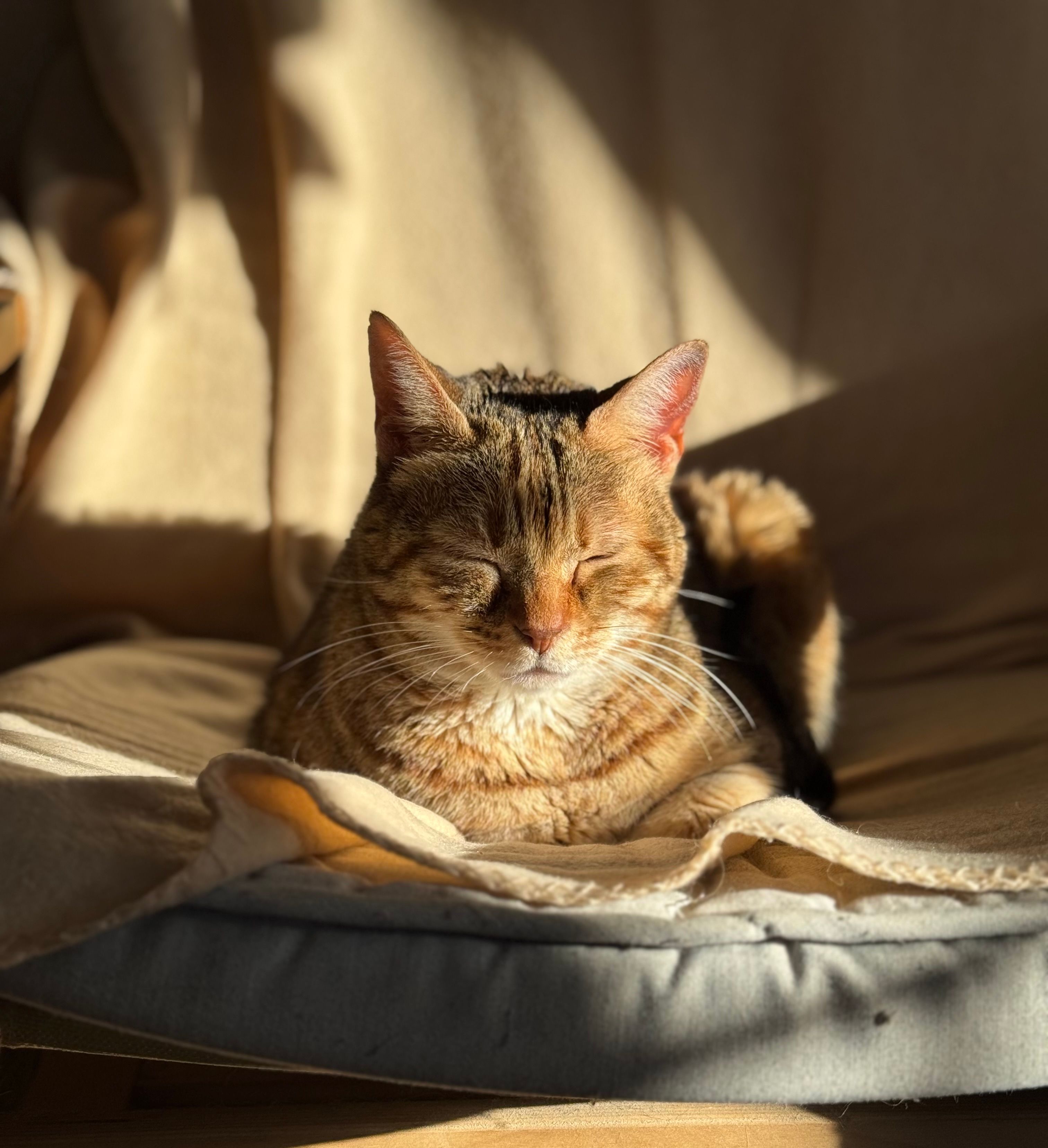 Cozy Tabby Cat Sleeping in Sunlight Indoors · Free Stock Photo