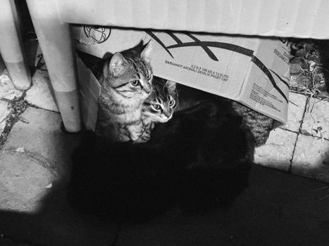 Félicette Space Cat