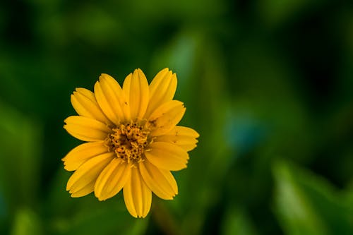 Free Selective Focus Photo of Yellow Petaled Flower Stock Photo