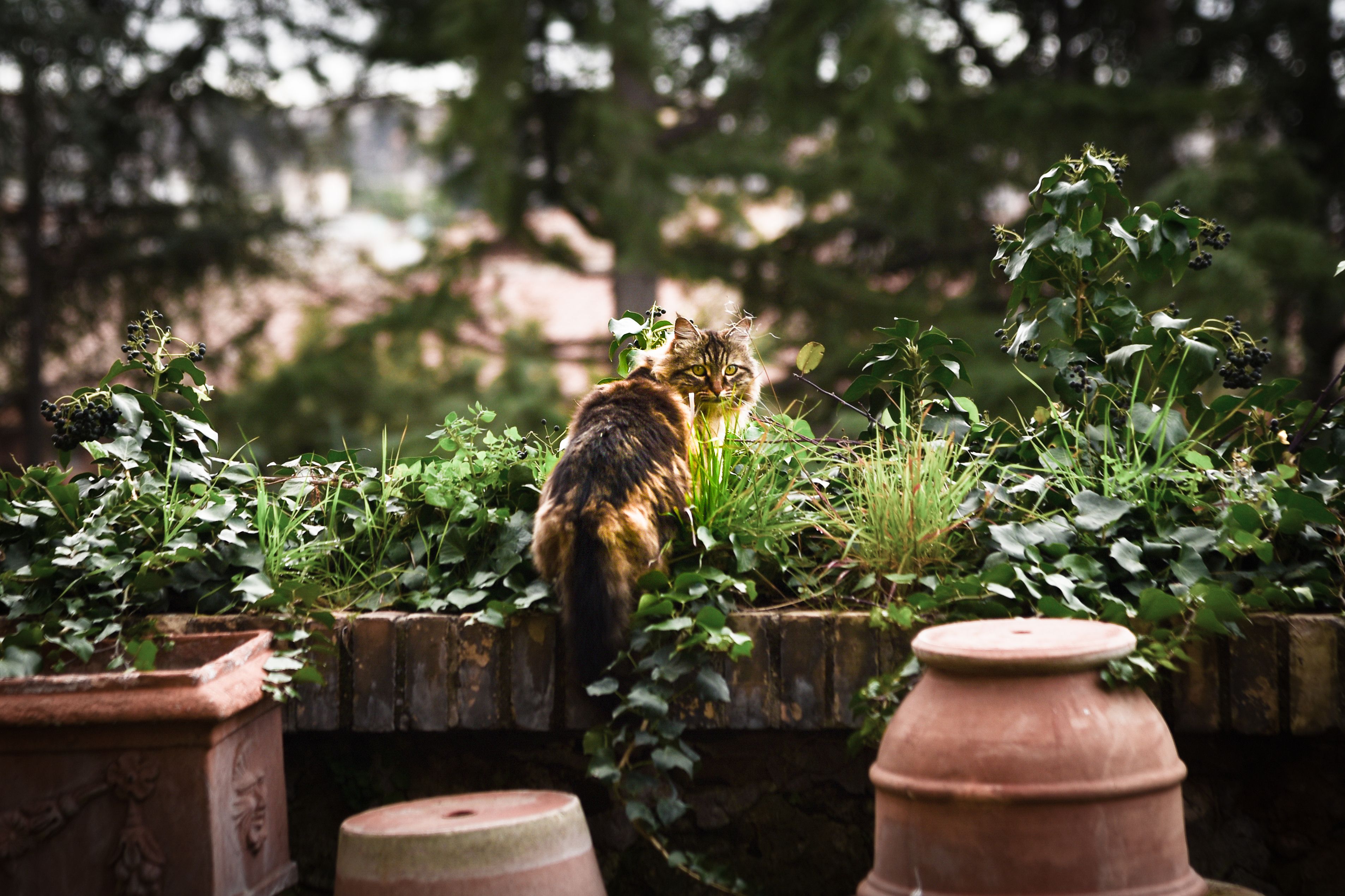 A fluffy cat perched on a garden wall, surrounded by greenery in Rome, Italy.