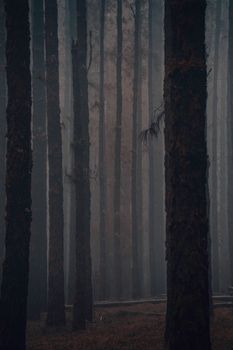 Eerie misty forest showcasing tall pine trees creating a mysterious vibe.