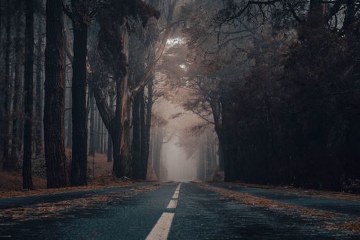 A misty road through a dense forest in autumn, capturing a moody ambiance.