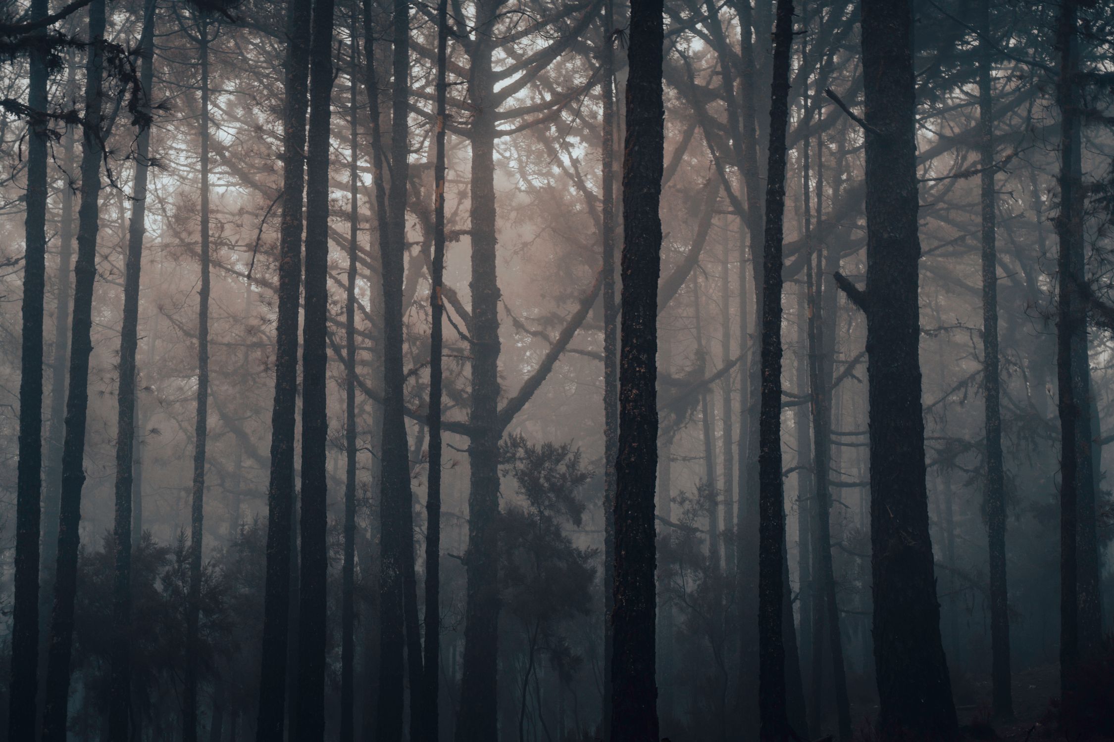 Misty Forest with Tall Trees in Foggy Atmosphere · Free Stock Photo