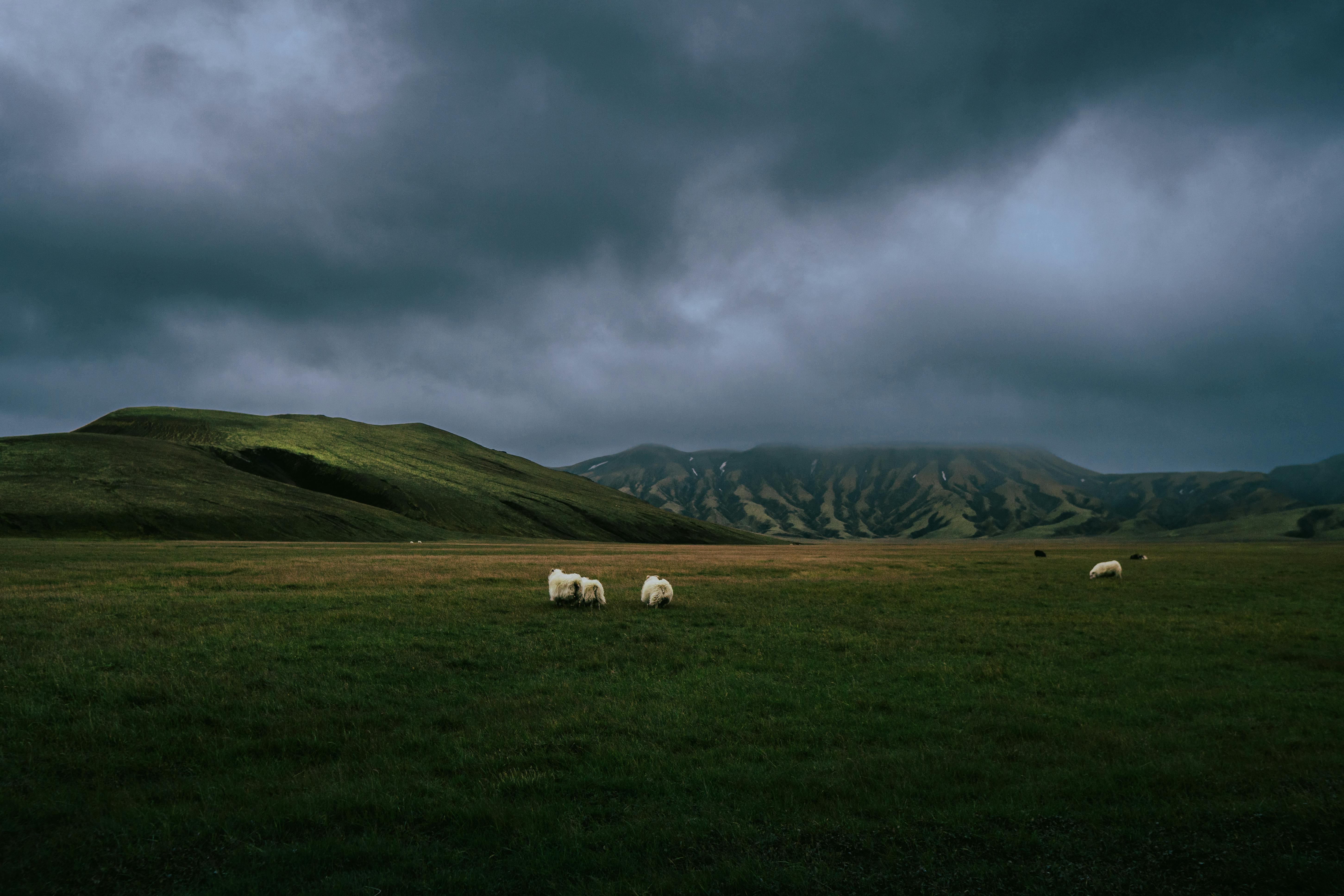 Serene Icelandic landscape with sheep grazing on lush green fields under a dramatic sky.