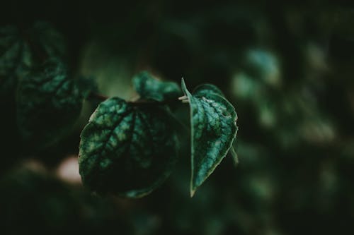 Foto d'estoc gratuïta de a l'aire lliure, bokeh, concentrar-se