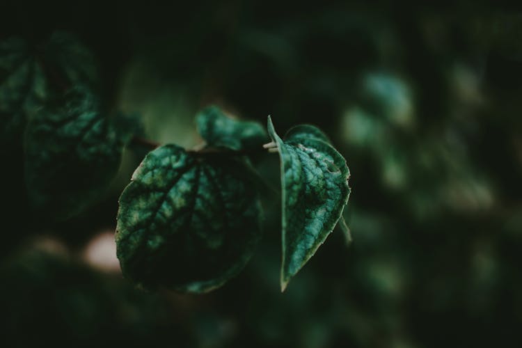 Macro Photography Of Leaves