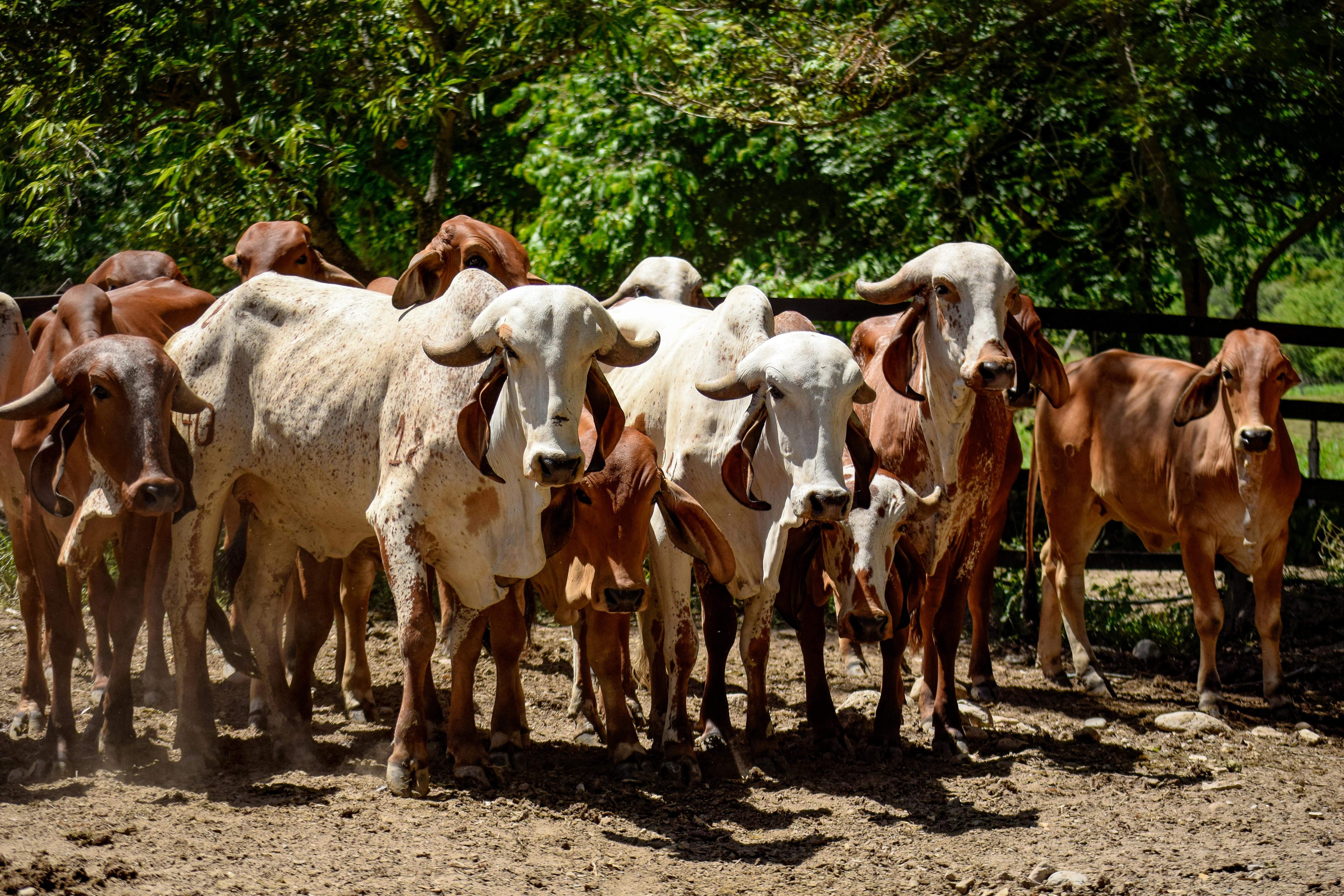 Gratuit Un troupeau de vaches Brahman dans un corral ensoleillé à Honda, Tolima, Colombie. Photos