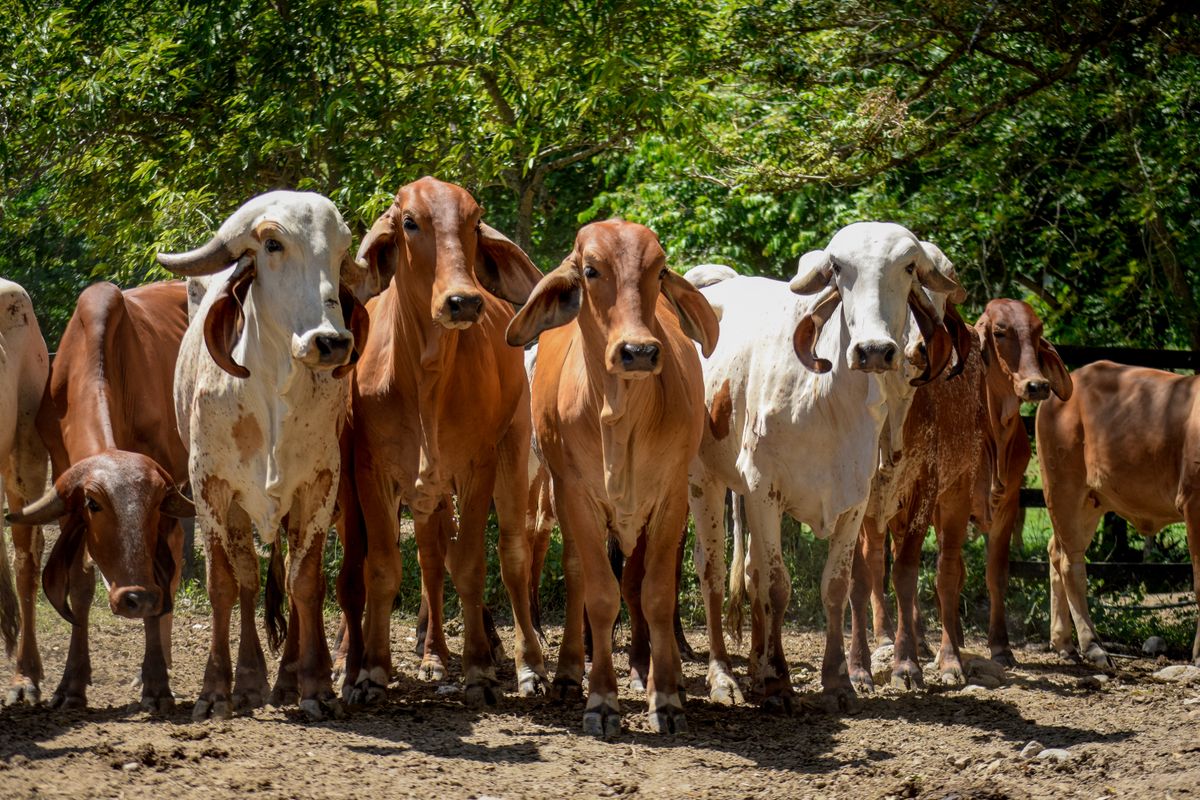 Imported Live Cattle