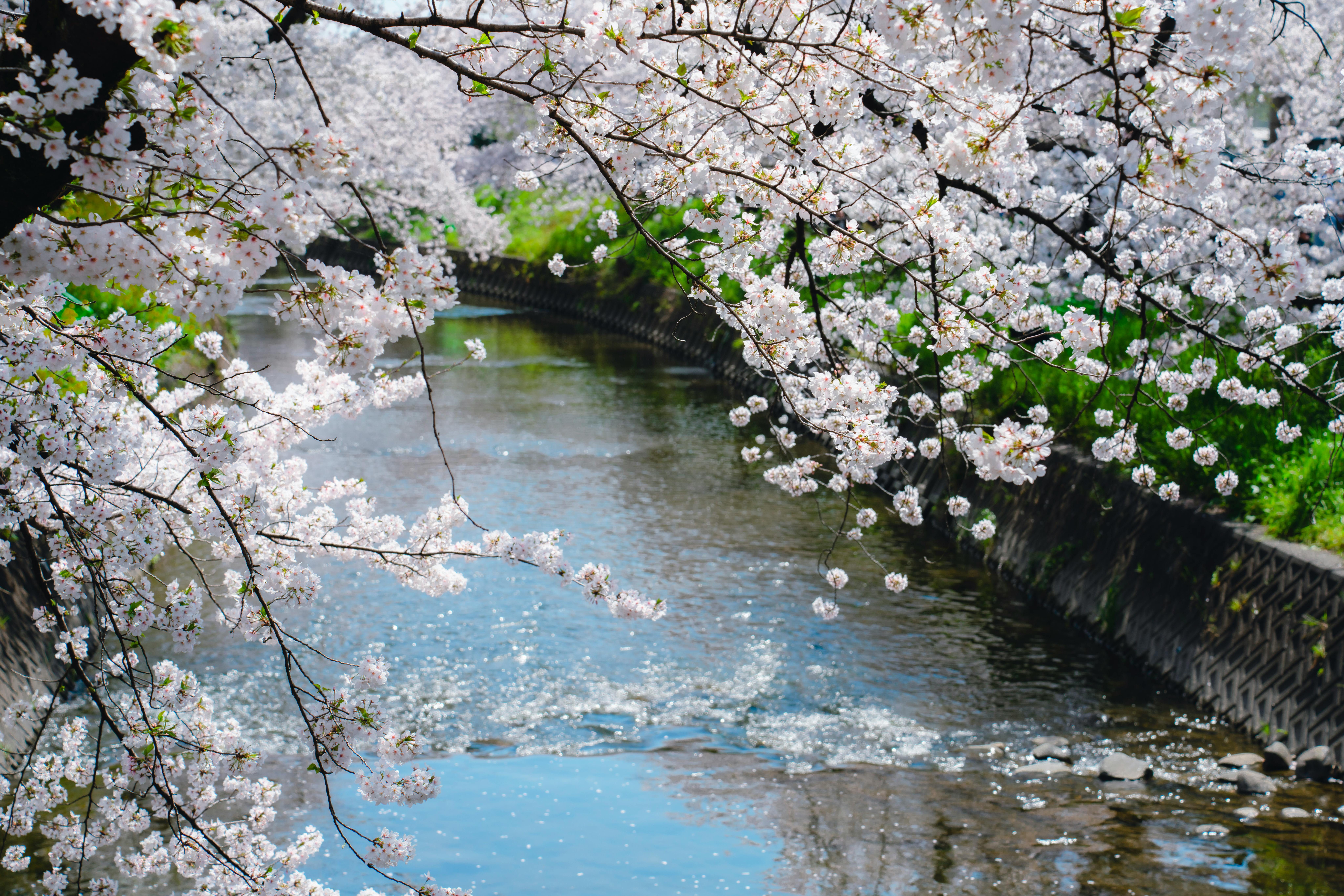 Serene view of cherry blossoms along a peaceful river in springtime.