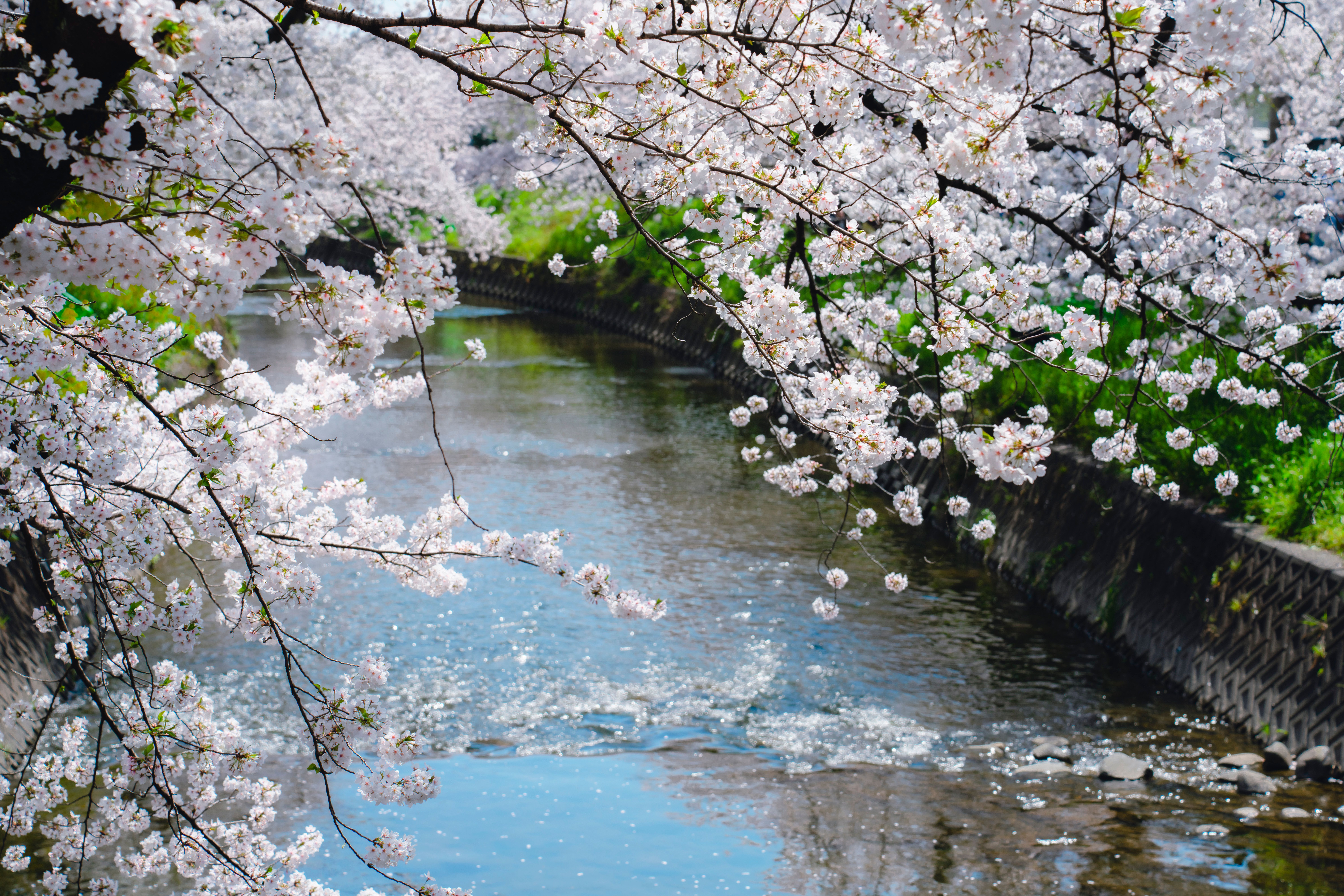 Tranquil River Scene with Blooming Cherry Blossoms · Free Stock Photo