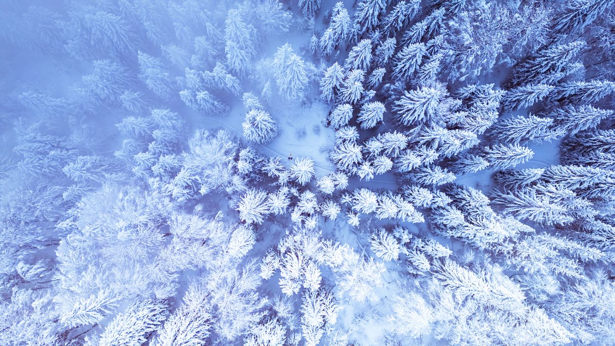 Aerial Drone View of Snowy Pine Forest in Winter · Free Stock Photo