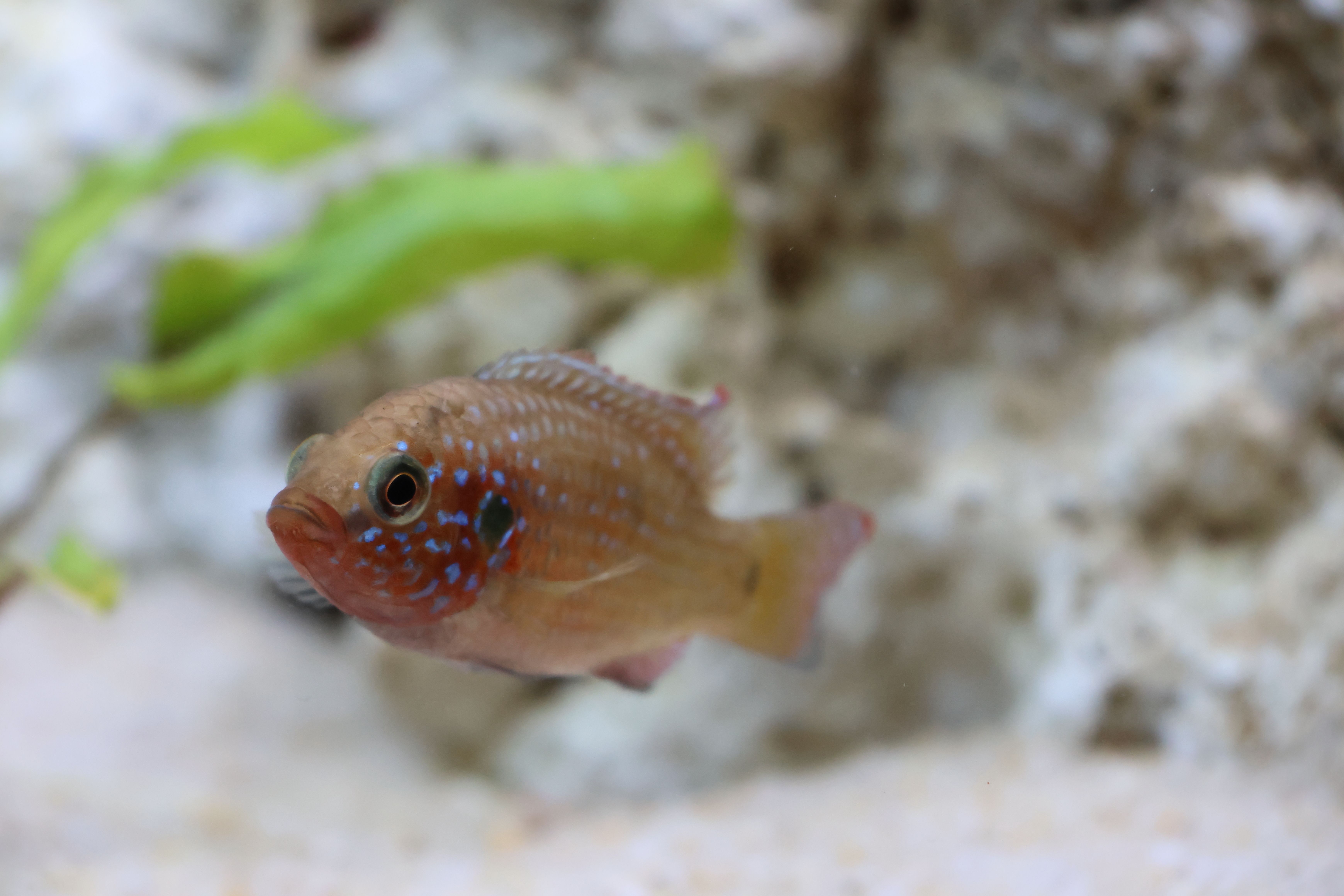 Close-up of a Colorful Aquarium Fish in Motion · Free Stock Photo